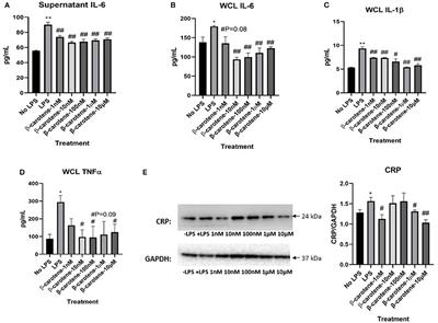 The Role of β-Carotene in Colonic Inflammation and Intestinal Barrier Integrity